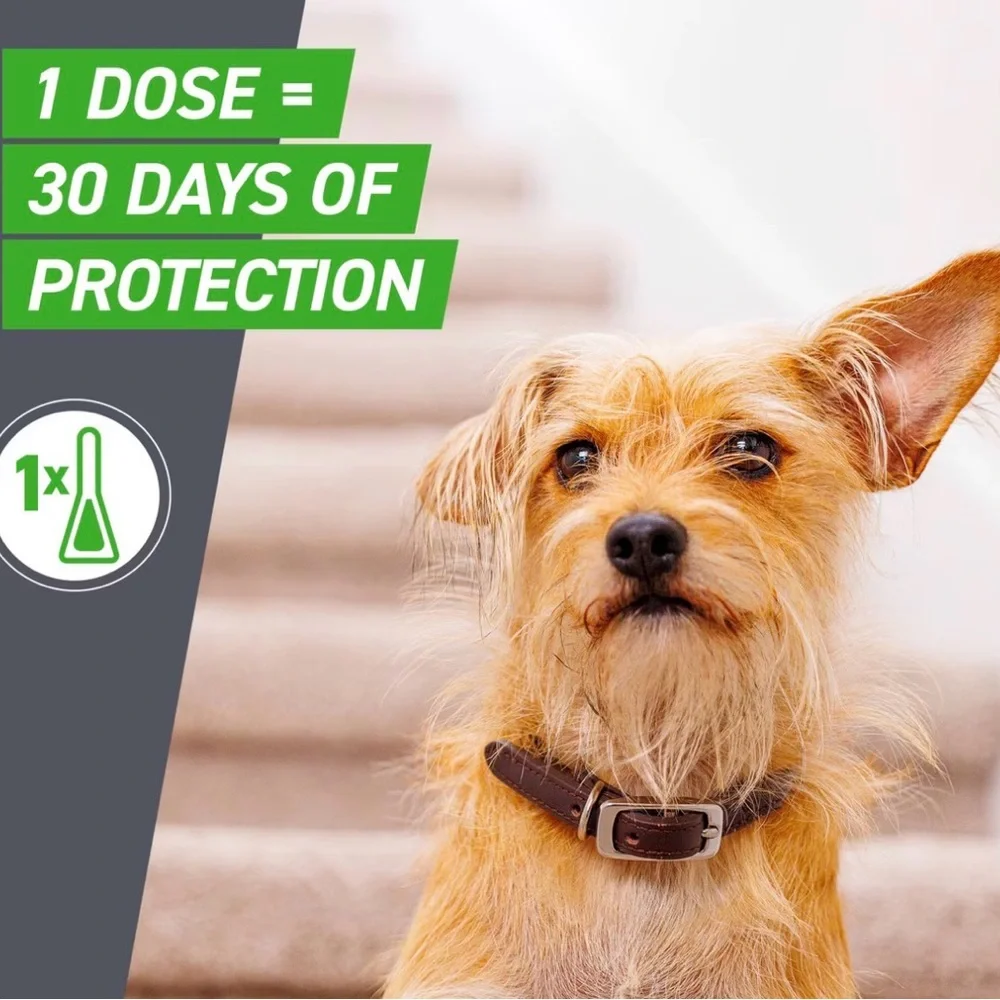 FRONTLINE PLUS FOR DOGS & PUPPIES - 8 wks & OLDER 5 TO 22 LBS - new! 3 dose box